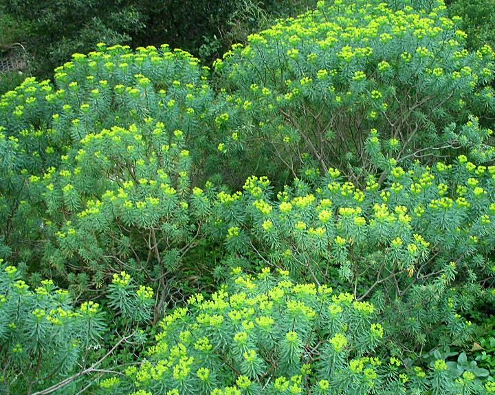 Euphorbia dendroides / Euforbia arborescente